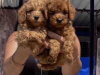 Ufacık red toy poodle yavrularım