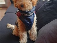 3 yaşında damat poodle