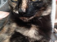 ÇOK ACİL KEDİ SAHİPLENDİRME