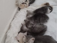 Silver British longhair anne ve siyam babanın yavruları