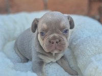 Mavi gözlü french bulldog bebekler