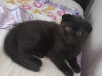Scottish fold bebişler yeni yuvalarını arıyor