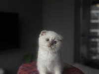 SCOTTISH FOLD BLUE POĞNT YAVRULARIM 