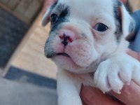 Bir şey anlatmaya gerek yok french bulldog yavrular ortada