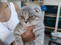 Bebek scottish fold her ile güvenli gönderim yapılır