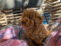 Koyu Renk Yavru Poodle