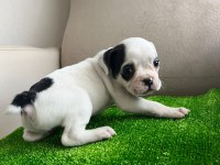 Fransız Bulldog Yavrularım