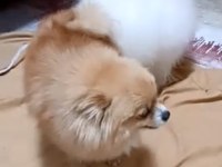 Pomeranian bebekler