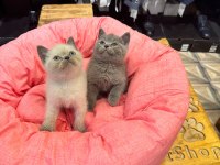 Irk Sağlık Garantili British Shorthair Yavrularımız