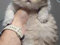 Scottish fold kedisi