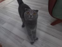 0 kulak top kafa scottish fold