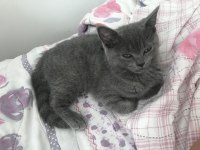 Kızımın alerjisi olduğu için british shorthair