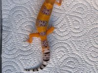 YAVRU LEOPAR GECKO