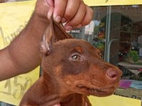 Doberman Yavrular 19/05 Doğumlu Cipli Karneli