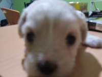 Maltese terrier yavrular