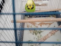 Erkek Jumbo muhabbet kuşu