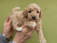 0 numara dişi maltipoo yavrularımız