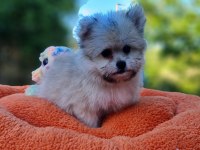 Minik Morkie Yavrularımız