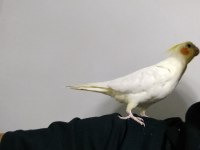 5 aylık erkek sultan papağanı