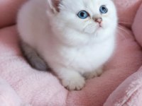 Maviş british shorthair prenses