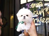 Mini mini büyümeyen boy maltipoo yavrular