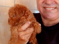 Toy poodle yavrularımız yeni yuvalarına gitmeye hazır