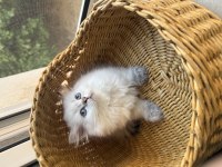Yakışıklı British Longhair Oğlumuz