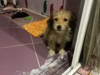 Köpeğimizle ücretsiz iyi bakacak olan ilgilensin lütfen