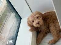 Maltipoo yılbaşı hediyeniz hazır mı?