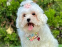 Mini Boy Maltese Yavruları