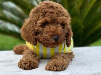 Tüy yumağı toy poodle yavrularım