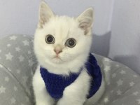 Bebeklik sendromu istemeyene british shorthair