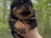 Sağlık ve Irk garantili macar rottweiler yavrular