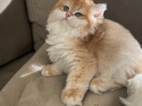 Safkan British Longhair Golden Kediler