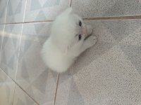 2.5 aylık erkek british shorthair yavrular acil