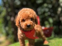 Show Kalite Toy Poodle Köpeği