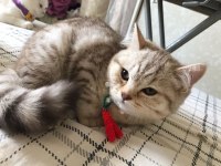 Sevimli british longhair tarçın