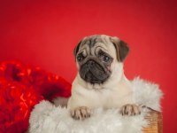Şahane pug yavrular