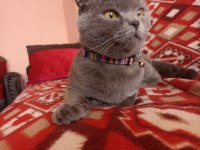 Scottish Fold Dişi Bakımları tamdır