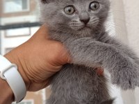 Ev Ortamında Büyümüş British Shorthair Kedilerim