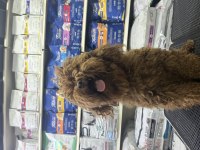 Gerçek toy poodle garanti üst düzey yavrular