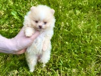 Pomeranian panda rengi