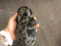 Black ve black Merle french bulldog yavrularımız