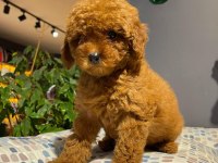 EV ORTAMINDA BÜYÜYEN TOY POODLE BEBEKLER