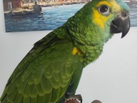DEV GİBİ BLUEFRONT BEBEK AMAZON PAPAĞANI