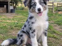 Iyisi değil en iyisi Border Collie kapıda ödeme mevcut