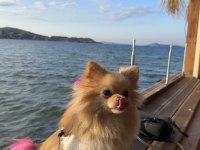 Pomeranian köpeğimiz izmir