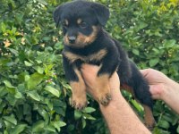 Rottweiler yavrular