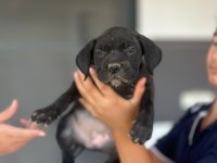Yavru aslan cane corso