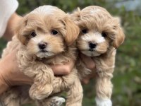 Çift renk özel kore maltipoo yavrular